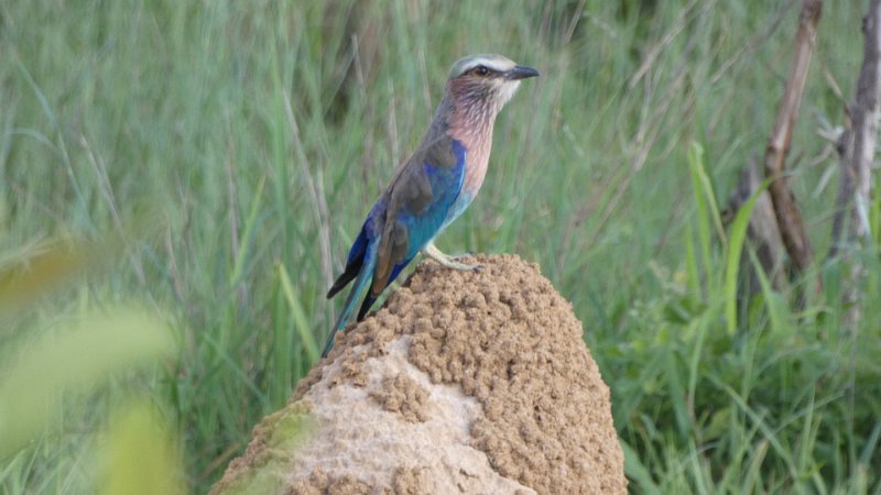 Gabelracke Lilac breasted Roller.jpg